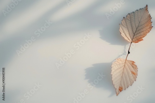 Two Dried Leaves on White Surface
