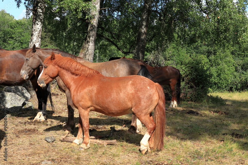 Free living horses during the summer. Lejondals nature reserve, Stockholm, Sweden. Free living horses during the summer. Lejondals nature reserve, Stockholm, Sweden.