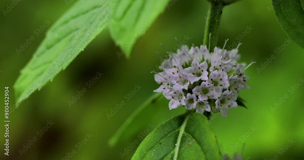 Closeup of Wild mint plant in bloom against blur green nature background Closeup of Wild mint plant in bloom against blur green nature background
