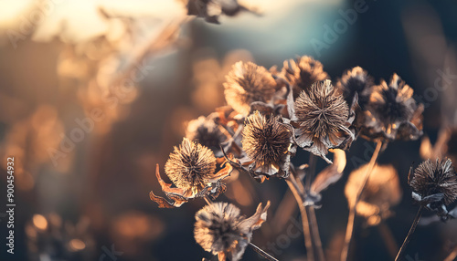 vertrocknete, distel, unkraut, close up, blume, blumen, Herbst, himmel, sonne, untergang, sonnebuntregang, niemand, feld, karte, copy space, hintergrund, photo, makro, natur, getrocknet, verblüht, 3d