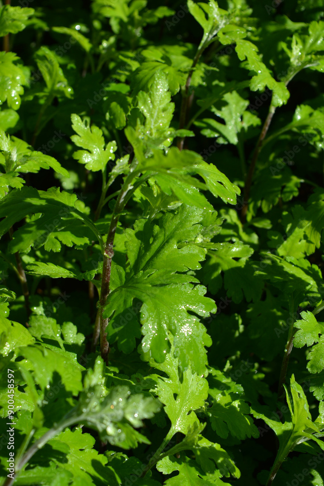 Beautiful and bright nature, green chrysanthemum bushes illuminated by sunlight. Beautiful and bright nature, green chrysanthemum bushes illuminated by sunlight.