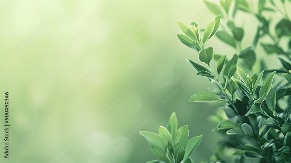 Green bush branches on a green blurred background Green bush branches on a green blurred background