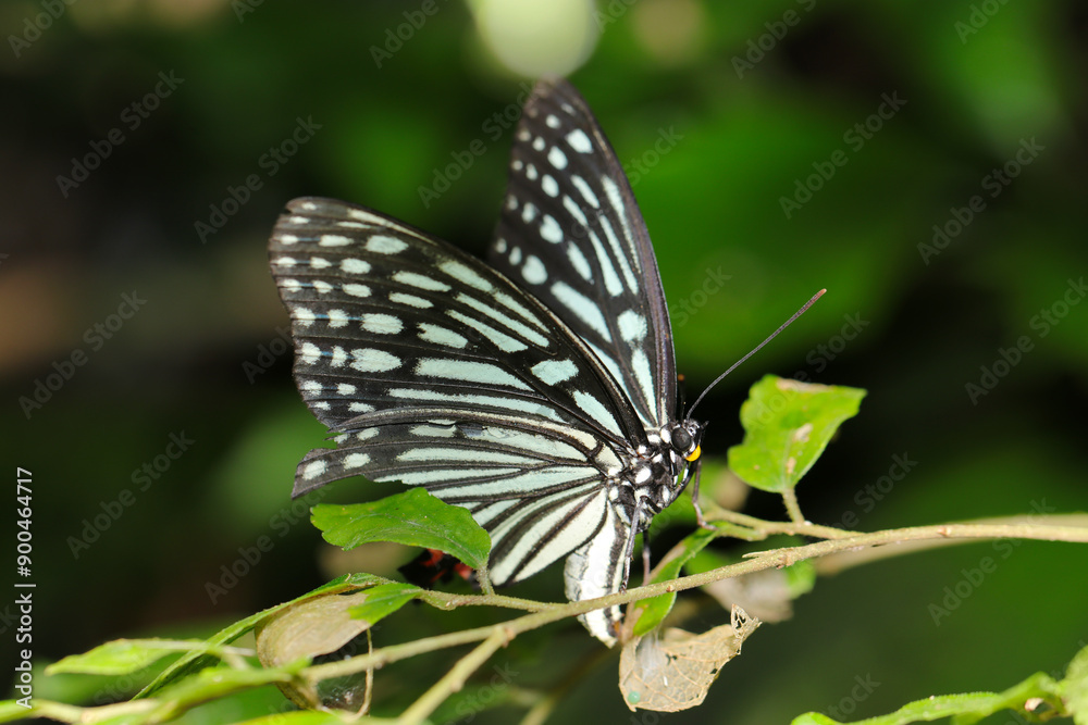 Obraz premium エノキの葉にアカボシゴマダラ蝶が産卵する姿（自然光＆ストロボ・マクロレンズ接写）