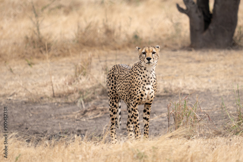 cheetah in the savannah