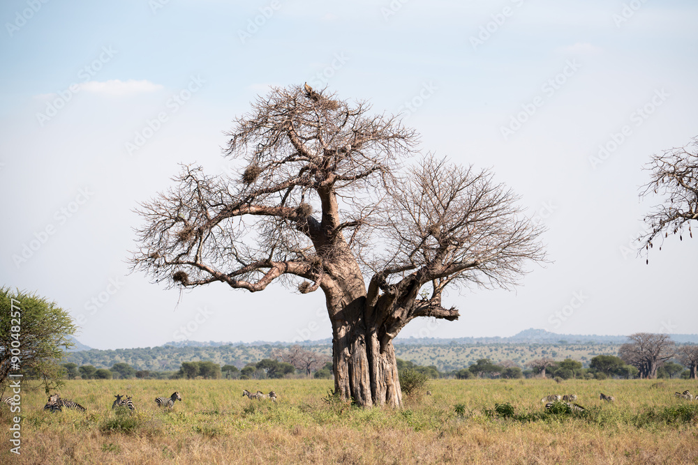 Baobab Tree in the Savannah with Zebras Baobab Tree in the Savannah with Zebras