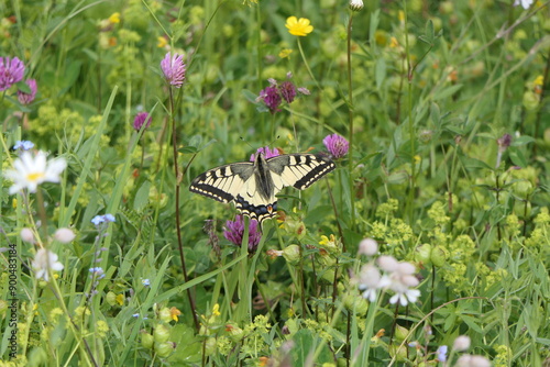 Schwalbenschwanz zerschlissen