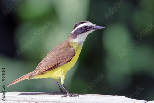 Great Kiskadee (Pitangus sulphuratus) perched on the gorund photo