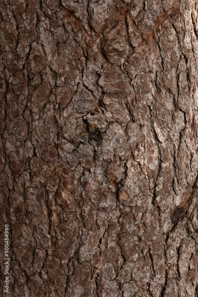 picture of a cedar tree textured pattern close-up picture of a cedar tree textured pattern close-up