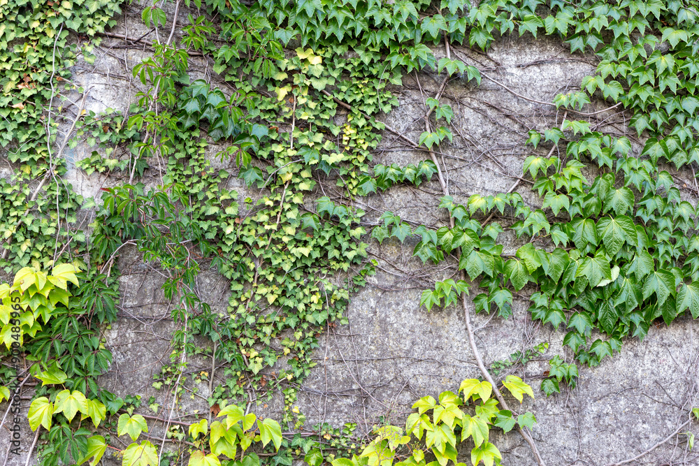 Green leaves wall background