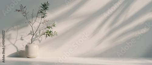Plant In White Pot Against White Wall With Leaf Shadow