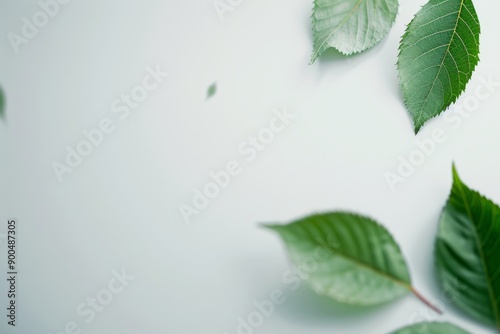 Green Leaves on White Background