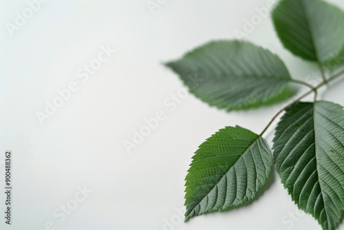 Green Leaves on White Background