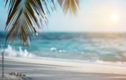 Palm Tree Overlooking Beach