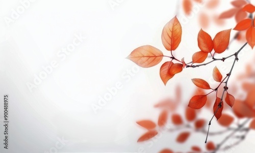 Autumn Leaves Against White Background