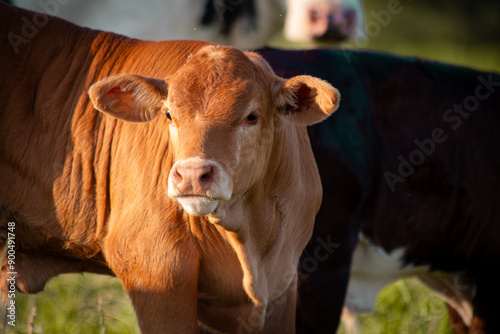 Wallpaper Mural Süßes Kalb auf grüner Wiese - Nahaufnahme Torontodigital.ca