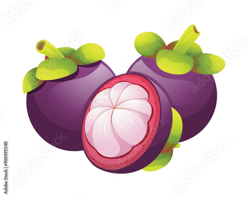 Fresh mangosteen fruit whole and half cut. Vector illustration isolated on white background