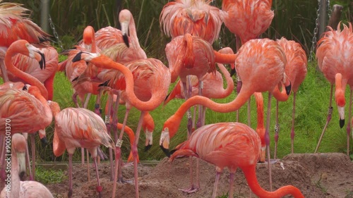 4K Pink flamingo flamingos birds, Mandai bird paradise sanctuary, rain rainy day, tourist attraction destination, nature natural environment conservation