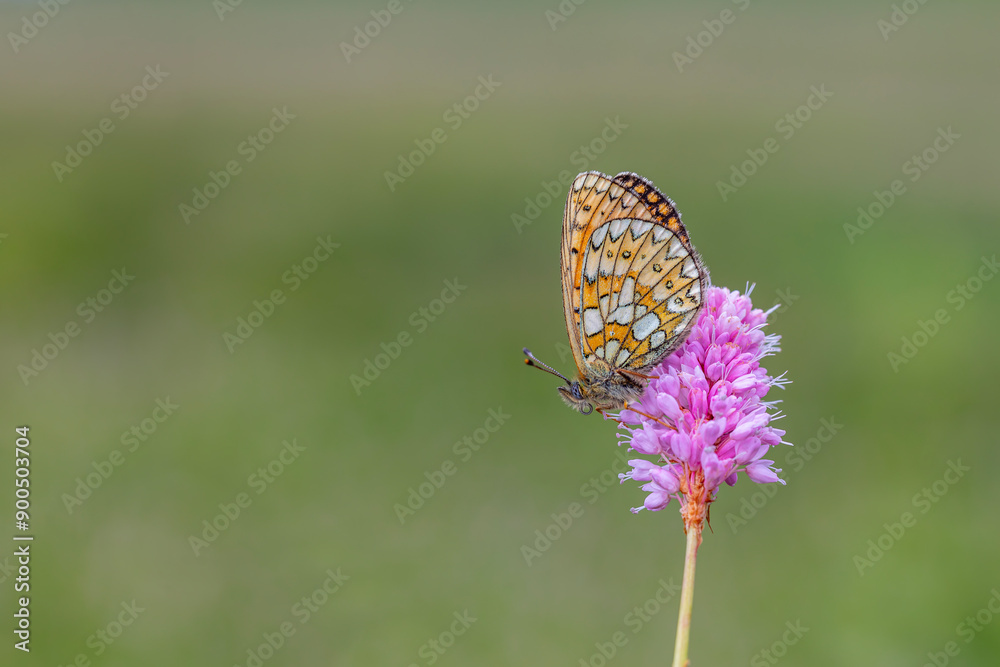 Naklejka premium orange dotted butterfly on pink flower, Ocellate Bog Fritillary, Boloria eunomia