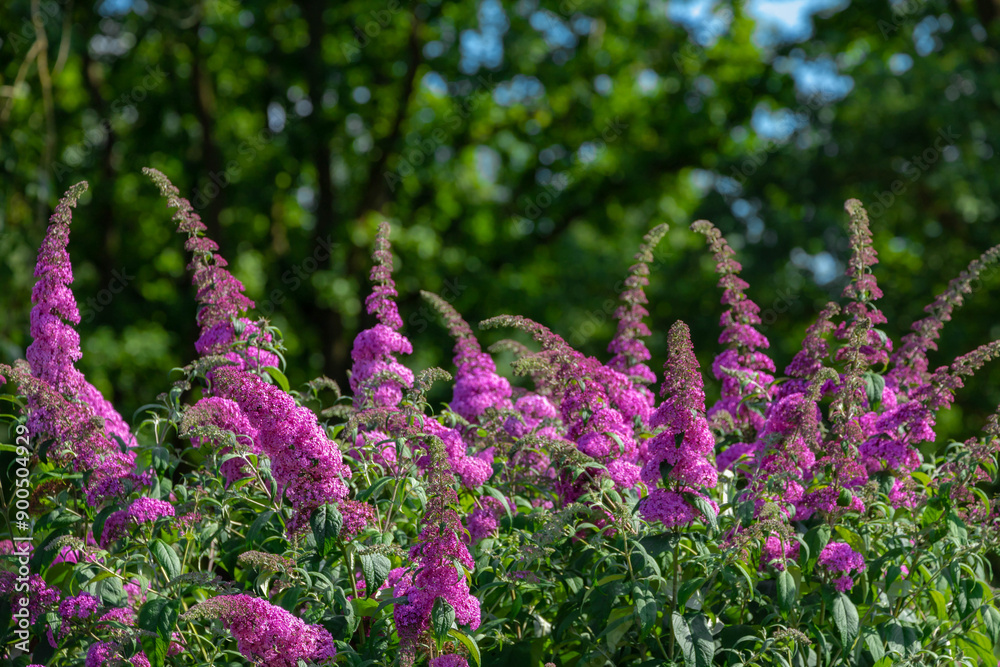 Obraz premium Selective focus of purple pink flowers Summer lilac (Vlinderstruik) Buddleja davidii, Butterfly-bush or Orange eye is a species of flowering plant in the family Scrophulariaceae, Natural background