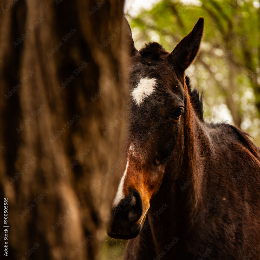 Fototapeta premium portrait of a horse