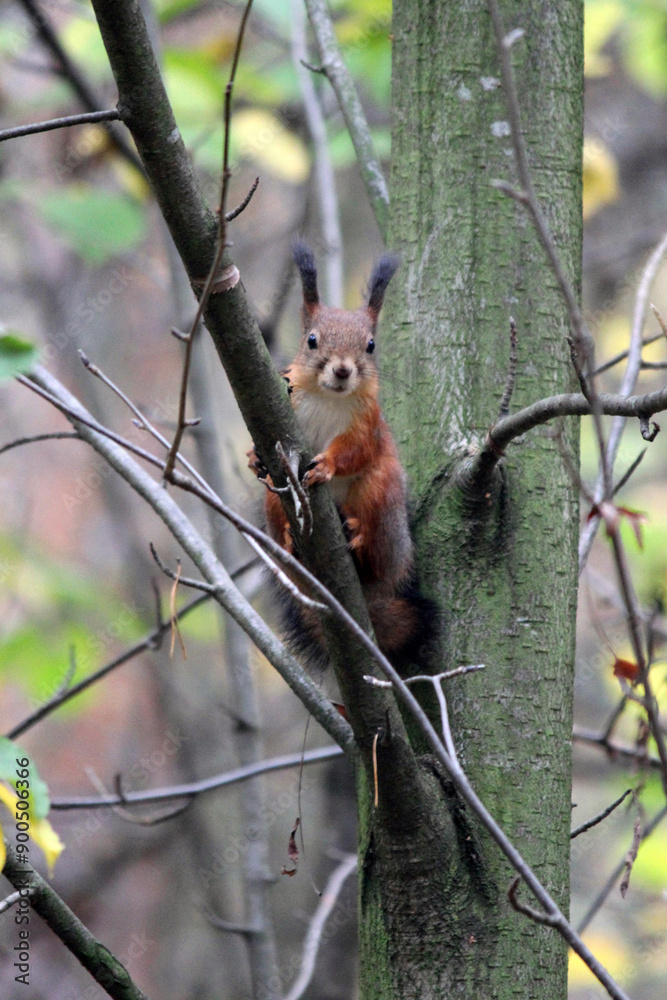 A red squirrel sits on a tree branch in a summer and autumn park and forest. taken in close-up in a natural environment A red squirrel sits on a tree branch in a summer and autumn park and forest. taken in close-up in a natural environment