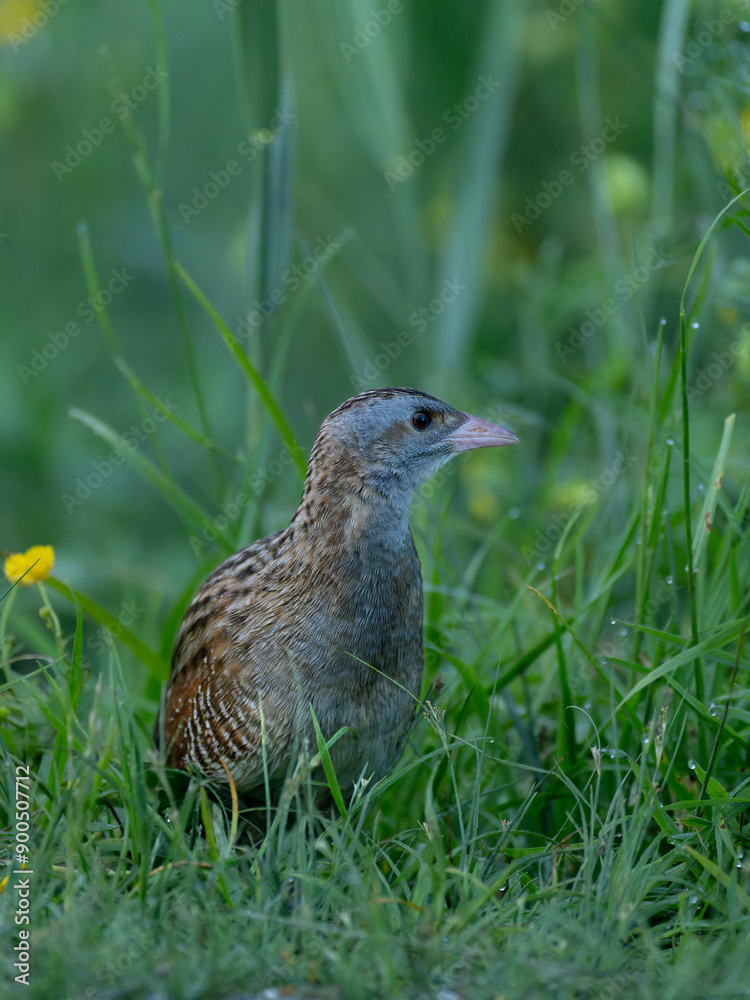 Wachtelkönig (Männchen)