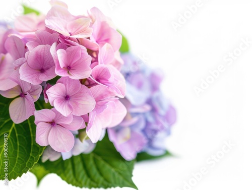 Colorful hydrangea flowers bloom beautifully, showcased against a smooth white backdrop with charming bokeh effects