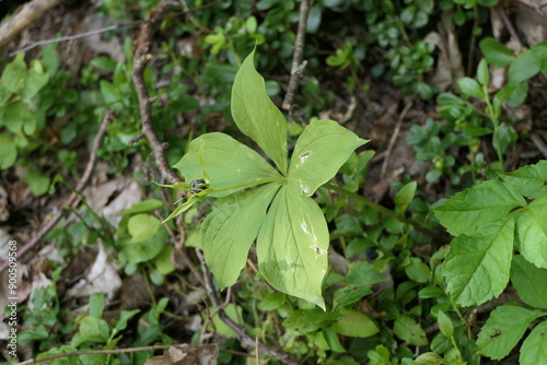 Einbeere fünfblättrig