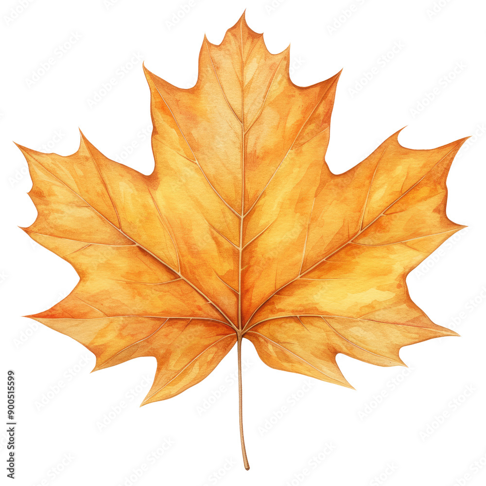 dry maple leaf in fall autumn leaves weather warm picnic vacation in park natural tree environment sadness aesthetic holidays oak golden outdoor red watercolor cilpart dry maple leaf in fall autumn leaves weather warm picnic vacation in park natural tree environment sadness aesthetic holidays oak golden outdoor red watercolor cilpart