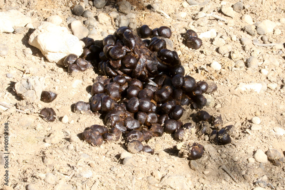 Fresh wildebeest scat near a waterhole in Kgalagadi. I observed the animal defecating then moved directly there to take this photo. Fresh wildebeest scat near a waterhole in Kgalagadi. I observed the animal defecating then moved directly there to take this photo.