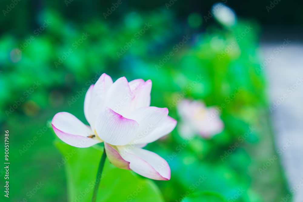 Obraz premium 唐招提寺の美しい庭園