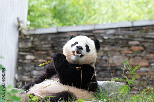 Close up Fluffy Male Panda, Bao Li, Wolong Giant Panda Nature Reserve, Shenshuping, China photo
