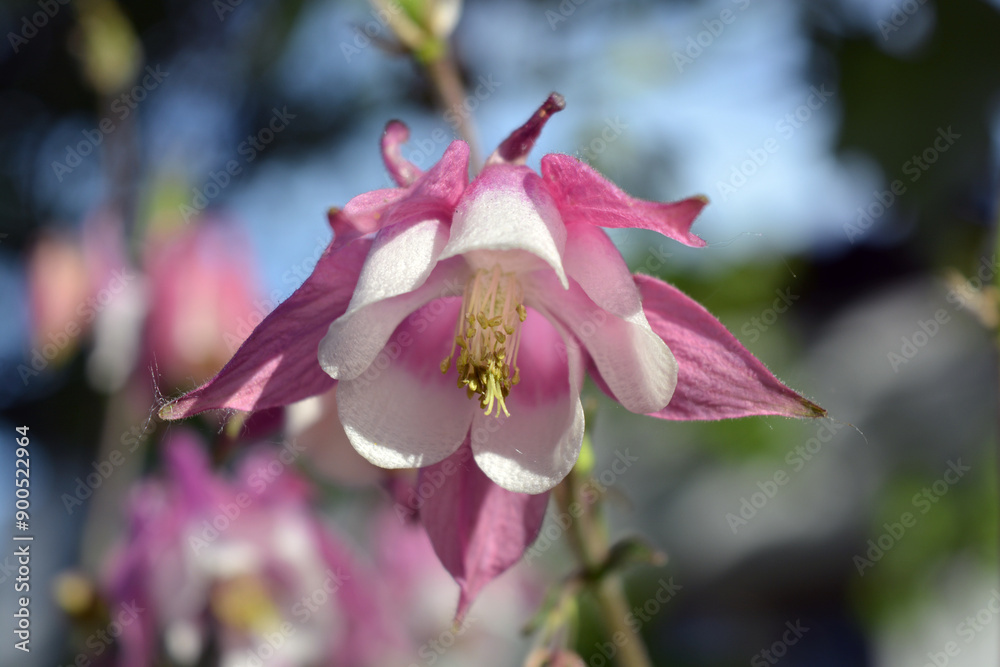 Beautiful and bright sunny green nature summer. Pink flowering watershed flowers Aquilegia, granny's bonnet, columbine growing in home garden. Beautiful and bright sunny green nature summer. Pink flowering watershed flowers Aquilegia, granny's bonnet, columbine growing in home garden.