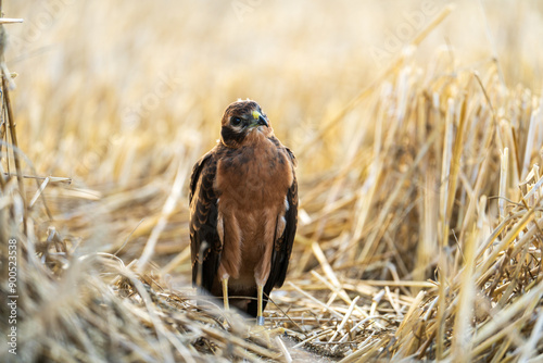 Beautiful harrier photo