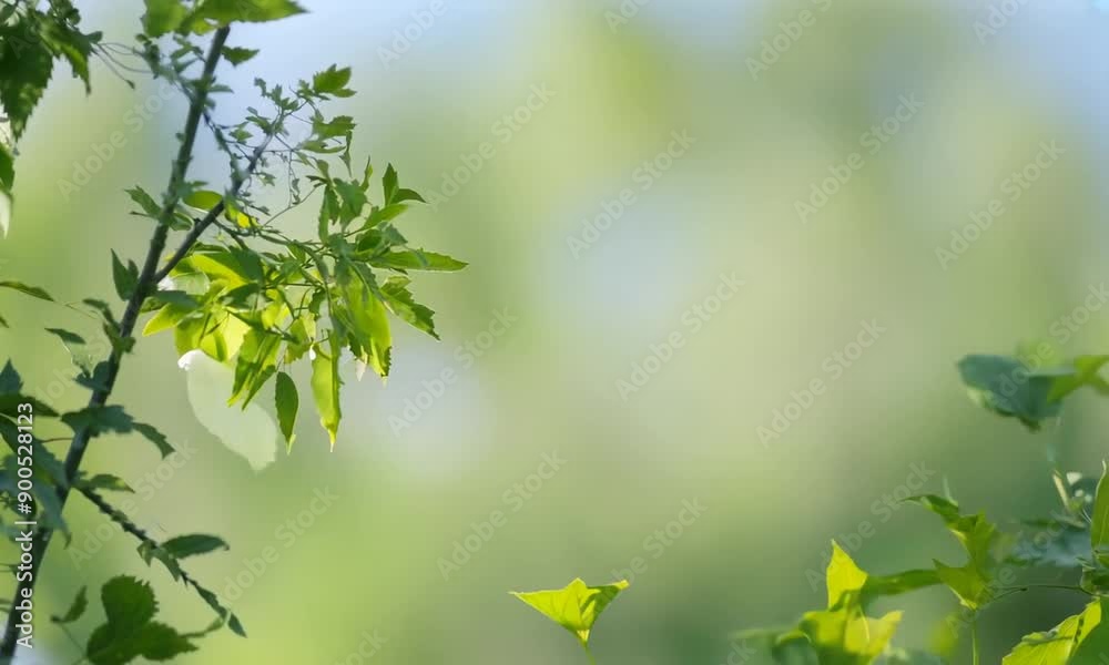 Sunlit Greenery: Tranquil and vibrant, this image captures the beauty of nature's delicate dance. Soft, blurred greenery creates a serene backdrop, perfect for adding a touch of calm to your designs. Sunlit Greenery: Tranquil and vibrant, this image captures the beauty of nature's delicate dance. Soft, blurred greenery creates a serene backdrop, perfect for adding a touch of calm to your designs.