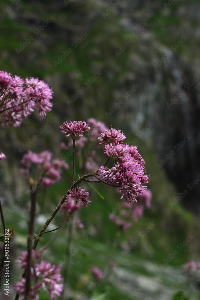 Fototapeta premium a flower in mountain