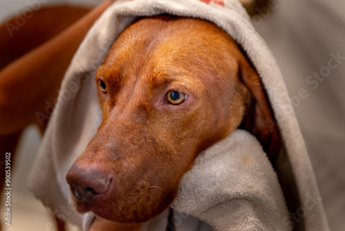Hungarian Vizsla being dried with white towel at a tile dog washing station after being given a bath