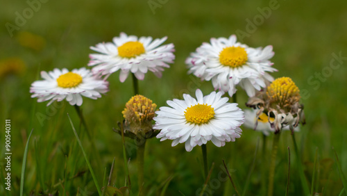 Daisy flowers close up in lawn