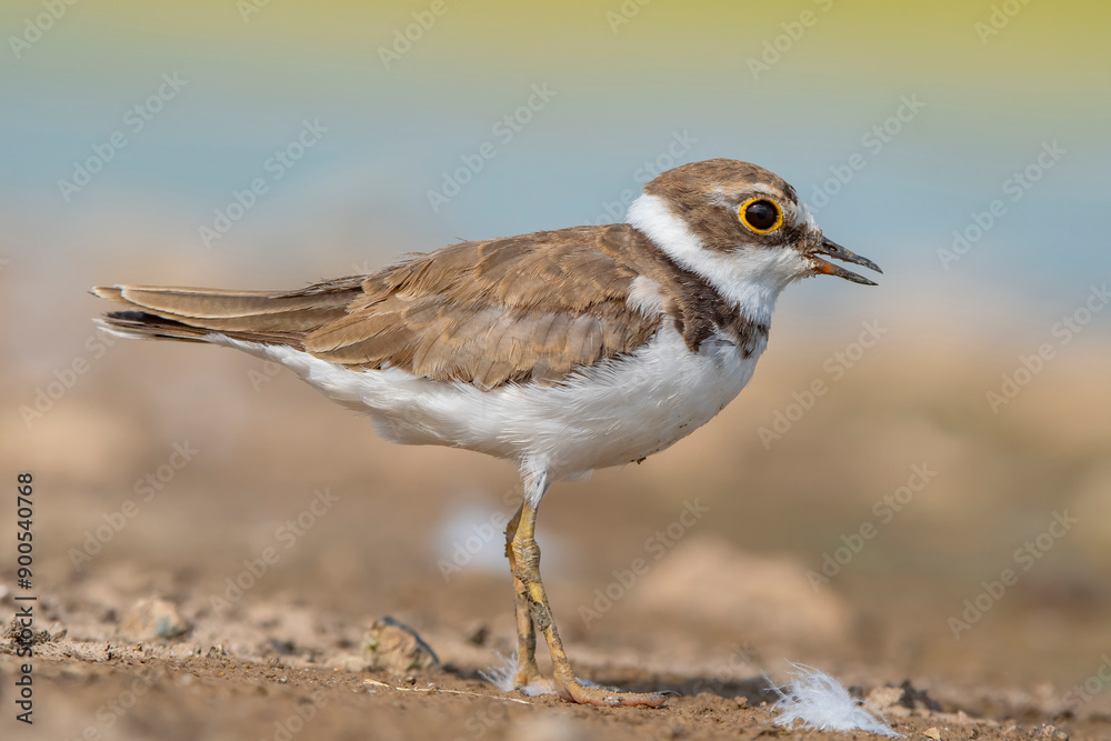 Little Ringed Plover (Charadrius dubius) is a wetland bird common in Asia, Europe and Africa. Little Ringed Plover (Charadrius dubius) is a wetland bird common in Asia, Europe and Africa.
