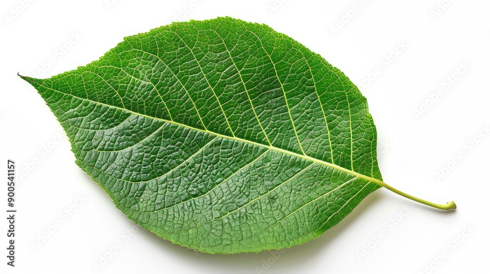 A close-up of a vibrant green leaf showcasing its intricate texture and natural beauty, perfect for nature-themed projects. A close-up of a vibrant green leaf showcasing its intricate texture and natural beauty, perfect for nature-themed projects.