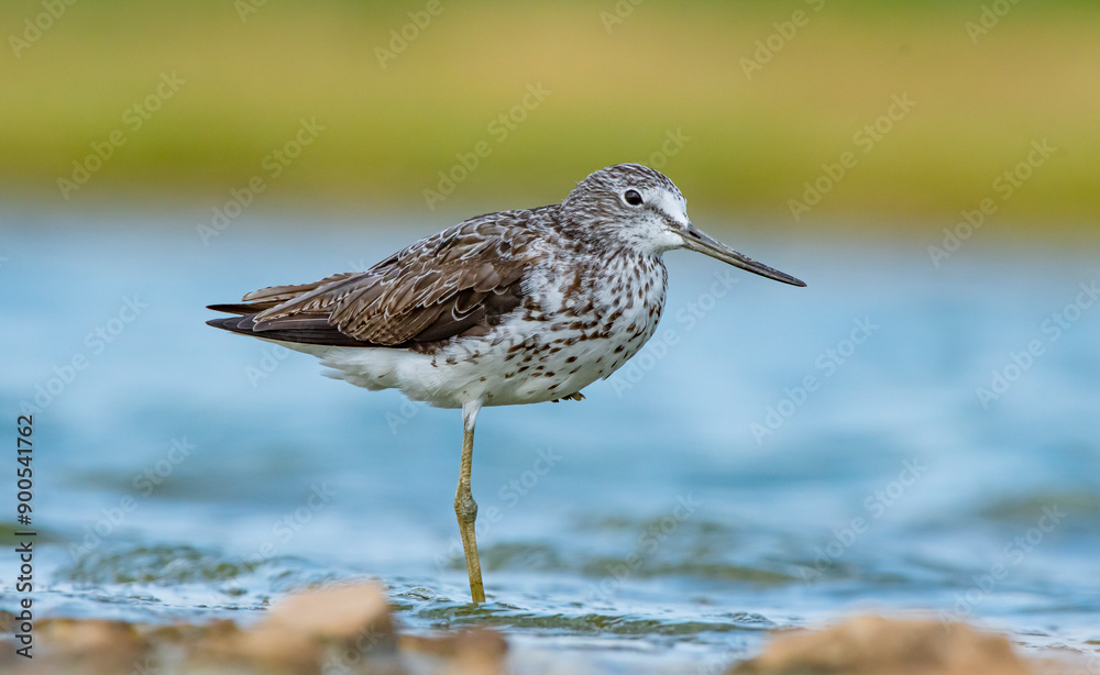 Common Greenshank (Tringa nebularia) is a wetland bird that lives in Africa, Europe and Asia. It usually feeds on fresh water. Common Greenshank (Tringa nebularia) is a wetland bird that lives in Africa, Europe and Asia. It usually feeds on fresh water.