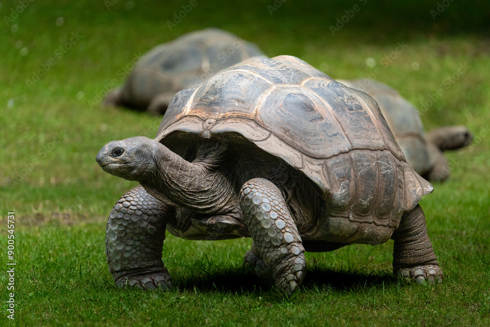 Western Santa Cruz tortoise (Chelonoidis niger porteri) Western Santa Cruz tortoise (Chelonoidis niger porteri)