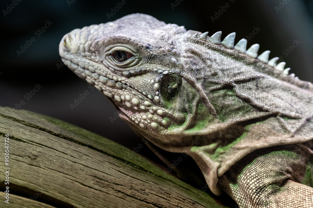 Lesser Antillean iguana (Iguana delicatissima) Lesser Antillean iguana (Iguana delicatissima)