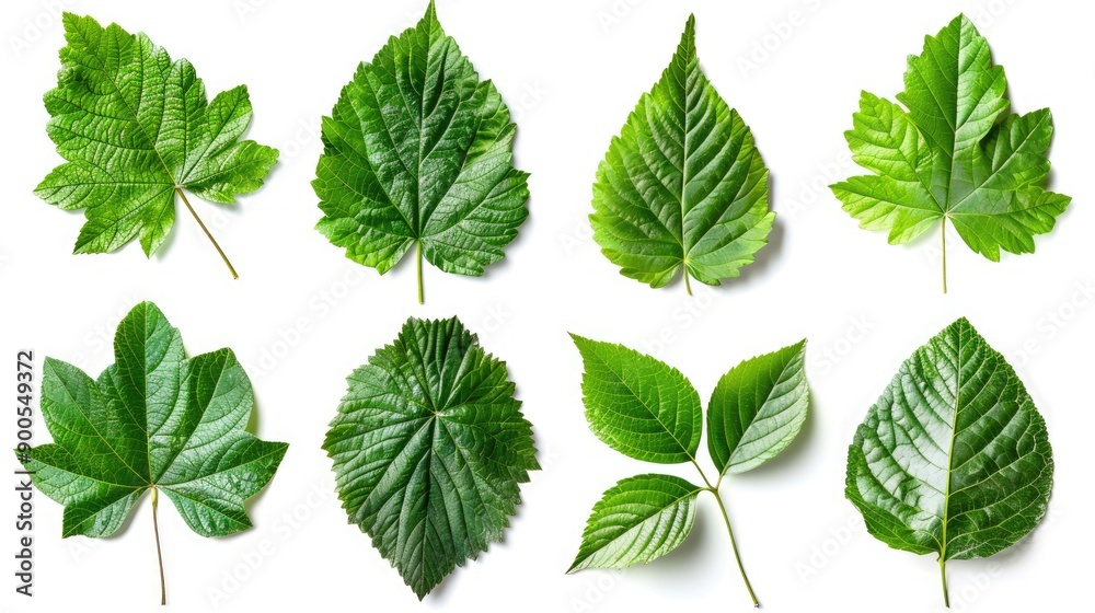 A collection of various green leaves displayed on a white background, showcasing different shapes and textures. A collection of various green leaves displayed on a white background, showcasing different shapes and textures.