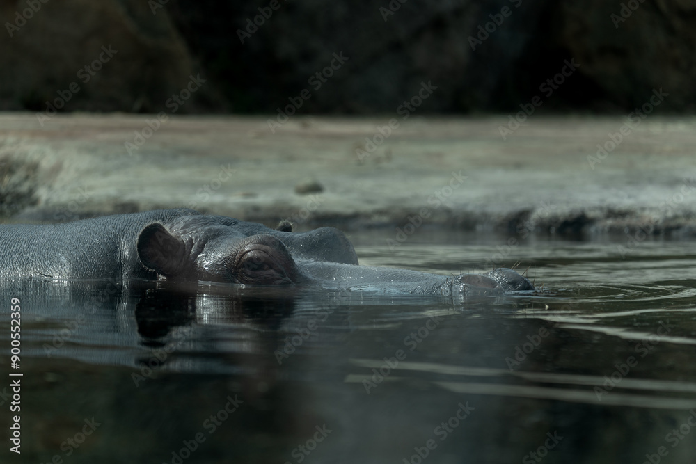 Fototapeta premium Hippo in the water