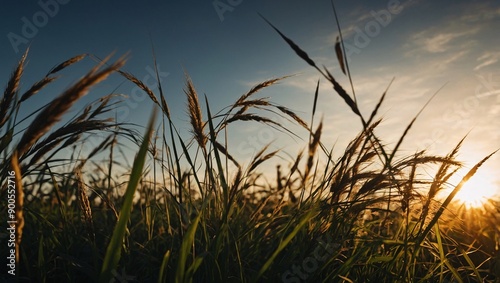 Summer scene with grass silhouette and flat sun at sunrise or sunset, wallpaper design. High contrast