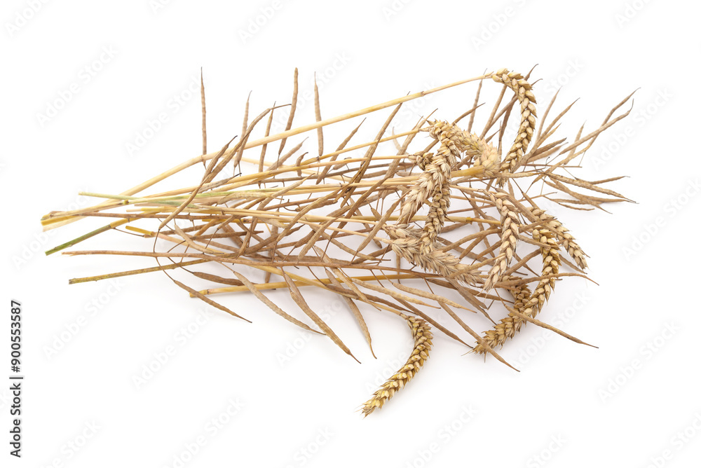 Fototapeta premium Dry ears of wheat and pods of rapeseed.