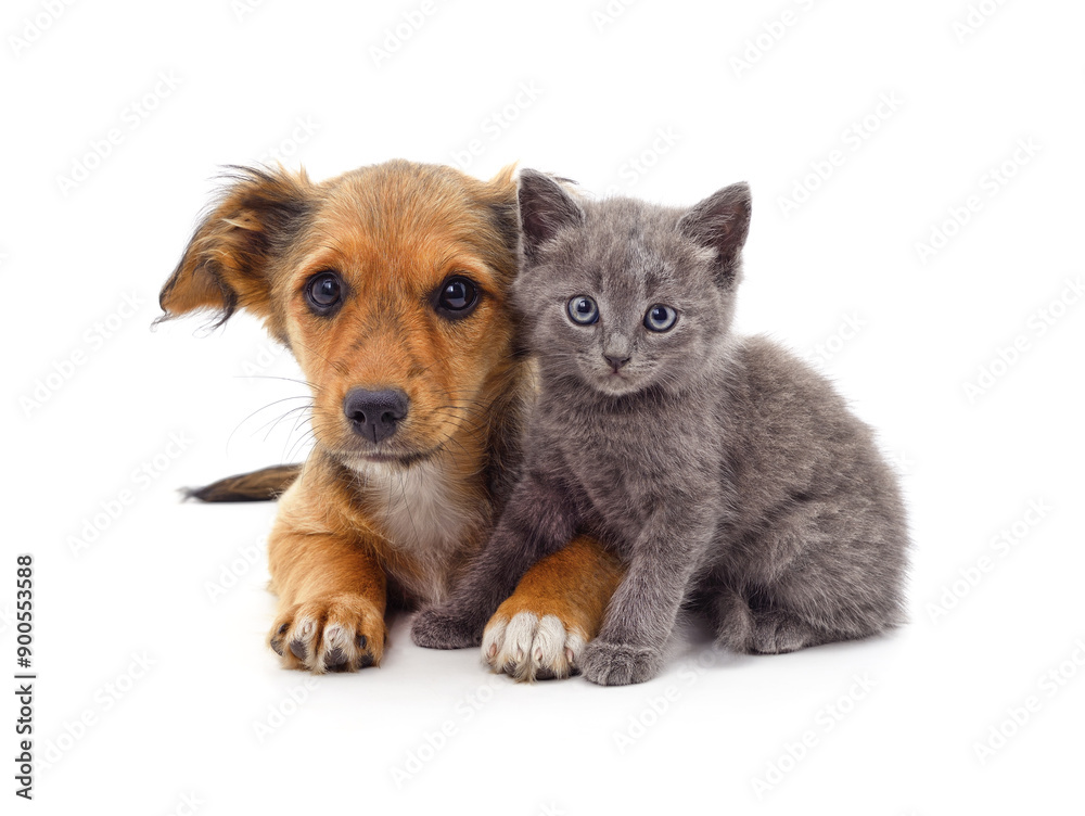 Kitten and puppy. Kitten and puppy.