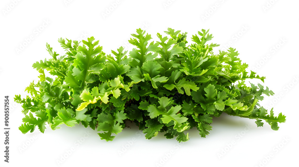A portion of chopped curly parsley isolated on a white background ,Branch of fragrant fresh parsley on a white background A portion of chopped curly parsley isolated on a white background ,Branch of fragrant fresh parsley on a white background