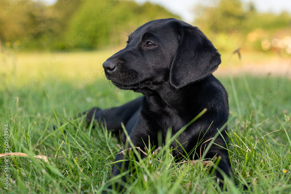 Portrait of a cute black Labrador puppy laying down on the grass Portrait of a cute black Labrador puppy laying down on the grass
